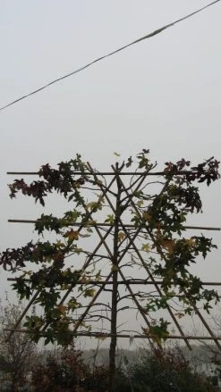 Amberboom Als Leiboom (Liquidambar Styraciflua) -Groene Wereld 20120214133547 7