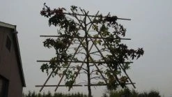 Amberboom Als Leiboom (Liquidambar Styraciflua) 20 Amberboom Als Leiboom (Liquidambar Styraciflua) -Groene Wereld 20120214133609 7 1