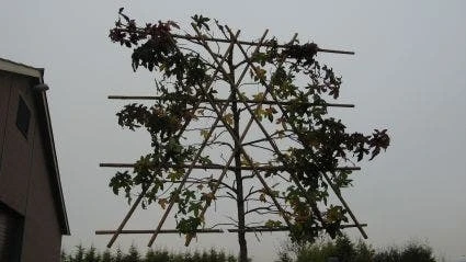 Amberboom Als Leiboom (Liquidambar Styraciflua) 8 Amberboom Als Leiboom (Liquidambar Styraciflua) - Afbeelding 6