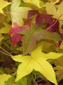 Amberboom Als Leiboom (Liquidambar Styraciflua) -Groene Wereld 20120214133628 7