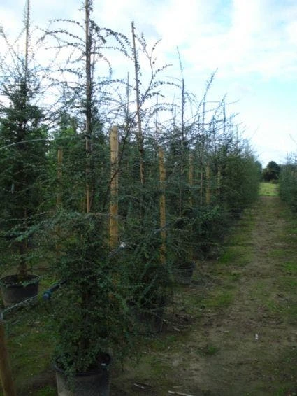 Schijnbeuk (Nothofagus Antarctica) 7 Schijnbeuk (Nothofagus Antarctica) - Afbeelding 5