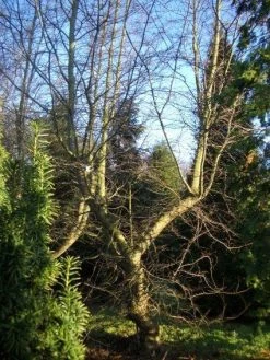 Schijnbeuk (Nothofagus Antarctica) 10 Schijnbeuk (Nothofagus Antarctica) -Groene Wereld 20120214134607 10