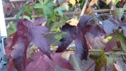 Amberboom (Liquidambar Styraciflua) -Groene Wereld 20120214134944 13