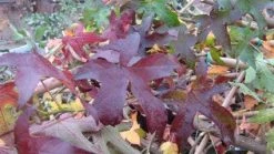 Amberboom (Liquidambar Styraciflua) -Groene Wereld 20120214135039 13