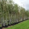 Meerstammige Berk (Betula Pendula) -Groene Wereld 20120214140104 4 2