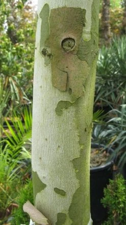 Dakplataan (Platanus Hispanica ) -Groene Wereld 20120214140639 16