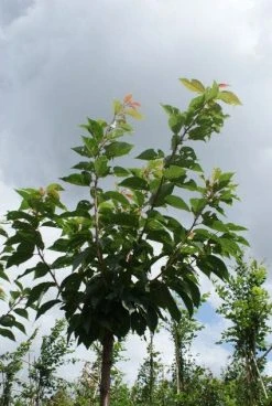 Japanse Sierkers (Prunus Serrulata 'Kanzan') -Groene Wereld 20120214142932 16