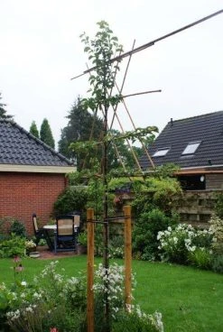 Sierpeer Als Leiboom (Pyrus Calleryana 'Chanticleer')