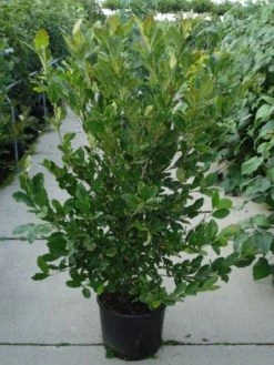 Stermagnolia (Magnolia Stellata) -Groene Wereld 20120214143817 13