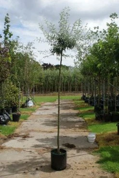 Treursierpeer (Pyrus Salicifolia 'Pendula') 22 Treursierpeer (Pyrus Salicifolia 'Pendula') -Groene Wereld 20120214143823 9 1