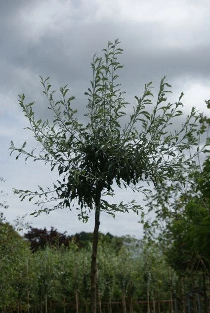 Treursierpeer (Pyrus Salicifolia 'Pendula') 6 Treursierpeer (Pyrus Salicifolia 'Pendula') - Afbeelding 4