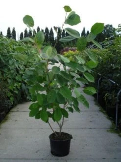 Beverboom (Magnolia Sieboldii) 10 Beverboom (Magnolia Sieboldii) -Groene Wereld 20120214144004 8