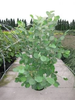 Beverboom (Magnolia Sieboldii) 9 Beverboom (Magnolia Sieboldii) -Groene Wereld 20120214144026 8