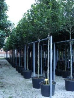 Beverboom (Magnolia Kobus) -Groene Wereld 20120214144339 19