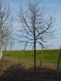 Beverboom (Magnolia Kobus) -Groene Wereld 20120214144416 19