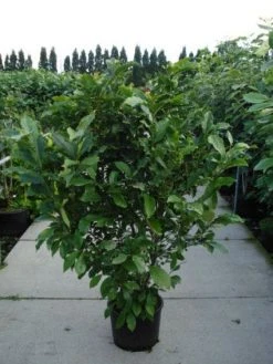 Beverboom, Struik (Magnolia Susan) -Groene Wereld 20120214144559 10 1