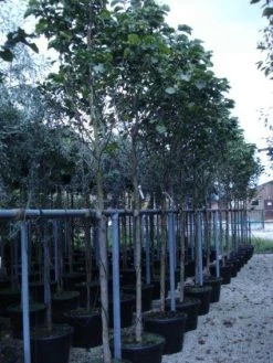 Beverboom (Magnolia 'Galaxy') -Groene Wereld 20120214144656 7