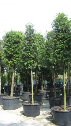 Steeneik Als Boom (Quercus Ilex) -Groene Wereld 20120214144759 14
