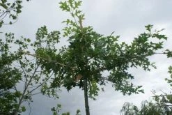 Moeraseik Als Dakboom (Quercus Palustris) -Groene Wereld 20120214144915 10