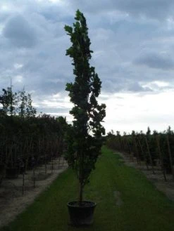 Tulpenboom (Liriodendron Tulipfera 'Fastigiata') -Groene Wereld 20120214150926 6