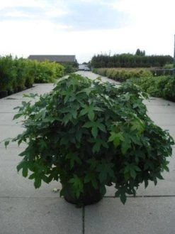 Groene Wereld -Groene Wereld 20120214151345 1