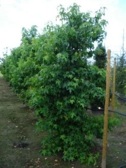 Amberboom Als Struik (Liquidambar Styraciflua) -Groene Wereld 20120214151505 7