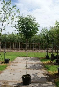 Bolacacia (Robinia Pseudoacacia 'Umbraculifera') -Groene Wereld 20120214153924 24 2