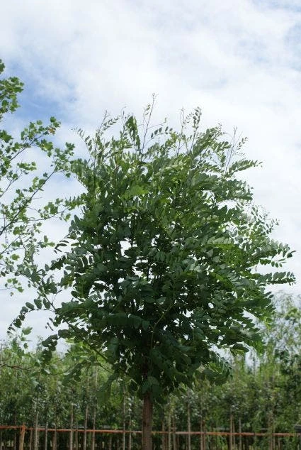 Bolacacia (Robinia Pseudoacacia 'Umbraculifera') 6 Bolacacia (Robinia Pseudoacacia 'Umbraculifera') - Afbeelding 4