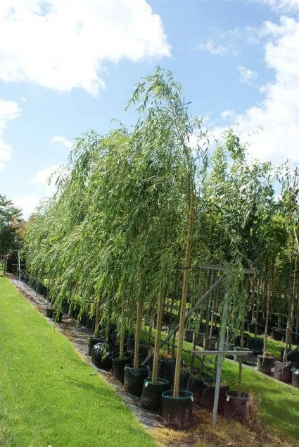 Treurwilg (Salix Sepulcralis 'Chrysocoma') 4 Treurwilg (Salix Sepulcralis 'Chrysocoma') - Afbeelding 2