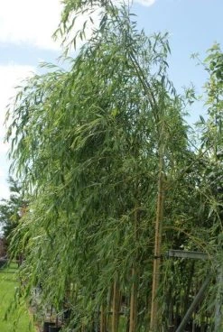 Treurwilg (Salix Sepulcralis 'Chrysocoma') 12 Treurwilg (Salix Sepulcralis 'Chrysocoma') -Groene Wereld 20120214154930 14