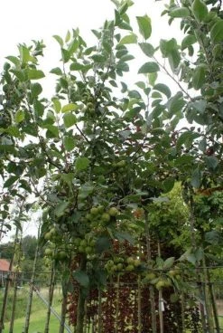 Sierappel (Malus 'Golden Hornet') -Groene Wereld 20120214155108 12 1