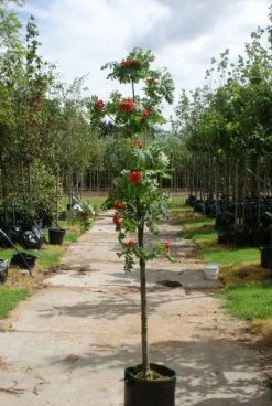 Gewone Lijsterbes (Sorbus Aucuparia) -Groene Wereld 20120214155946 6