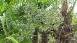 Winterharde Palm (Trachycarpus Fortunei) -Groene Wereld 20120214160104 14