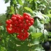 Gewone Lijsterbes, Bosplantsoen (Sorbus Aucuparia) -Groene Wereld 20120214160444 2