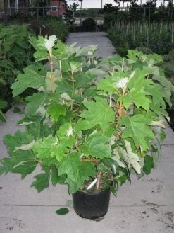 Eikenbladhortensia (Hydrangea Quercifolia) -Groene Wereld 20120215133849 6