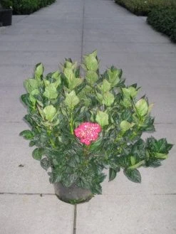 Hortensia (Hydrangea Macrophylla 'Merveille Sanguine')