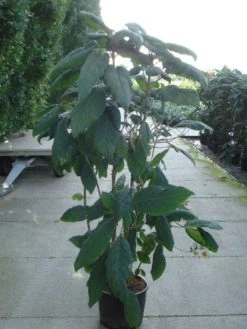 Fluweelhortensia (Hydrangea Aspera 'Macrophylla') -Groene Wereld 20120215134833 6 1