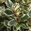 Bonte Hulst In Bolvorm (Ilex Aquifolium 'Argentea Marginata') -Groene Wereld 20120215153657 5
