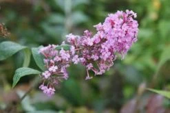 Vlinderstruik (Buddleja Davidii 'Pink Delight') -Groene Wereld 20120215162826 3