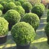 Buxusbol (Buxus Sempervirens, Bolvorm) -Groene Wereld 20120215162916 20 1