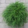 Cypres (Chamaecyparis Pisifera 'Filifera Nana')