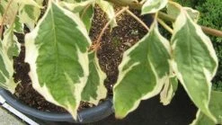 Reuzenkornoelje (Cornus Controversa 'Variegata') -Groene Wereld 20120215164859 7