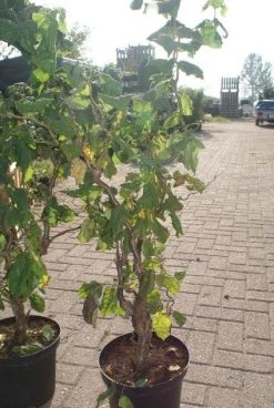 Kronkelhazelaar (Corylus Avellana 'Contorta') -Groene Wereld 20120216092304 14 7 7
