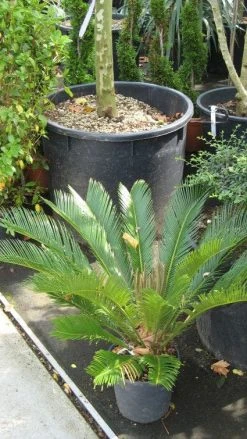 Cycaspalm (Cycas Revoluta) -Groene Wereld 20120216093012 5 1