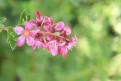 Escallonia (Escallonia 'Red Dream') -Groene Wereld 20120216094209 3