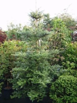 Koreaanse Zilverspar (Abies Koreana) -Groene Wereld 20120216113308 6