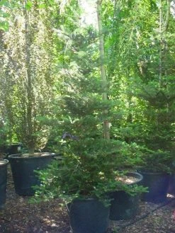 Koreaanse Zilverspar (Abies Koreana) -Groene Wereld 20120216113327 6