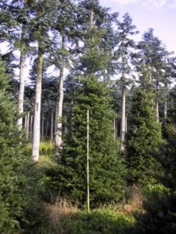 Koreaanse Zilverspar (Abies Koreana) -Groene Wereld 20120216113423 6