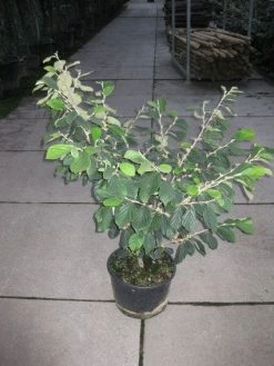 Toverhazelaar (Hamamelis Intermedia 'Arnold Promise') 16 Toverhazelaar (Hamamelis Intermedia 'Arnold Promise') -Groene Wereld 20120217133021 6