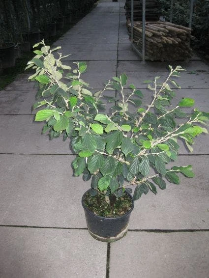 Toverhazelaar (Hamamelis Intermedia 'Arnold Promise') 9 Toverhazelaar (Hamamelis Intermedia 'Arnold Promise') - Afbeelding 7